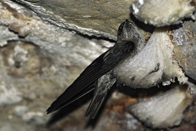 cách nhặt lông yến