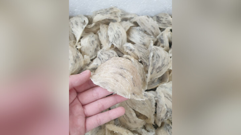 Yến chưa bỏ lông 