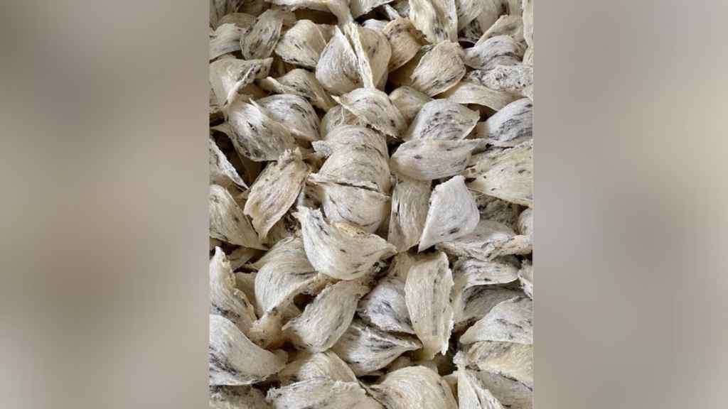 Chọn yến thô chất lượng